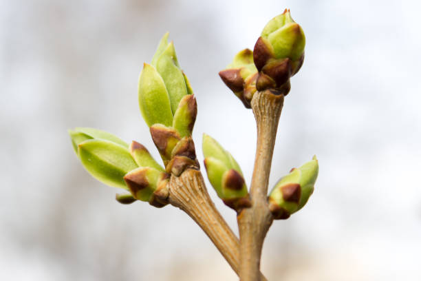 istock The arrival of spring. Green buds on a spring tree 910636610