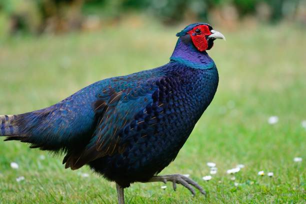   Blue Pheasant 6枚セット Blue Pheasant Walking Across A Grassy Field Stock Photo - Download