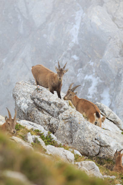 istock ibexes in the Alps 910637024