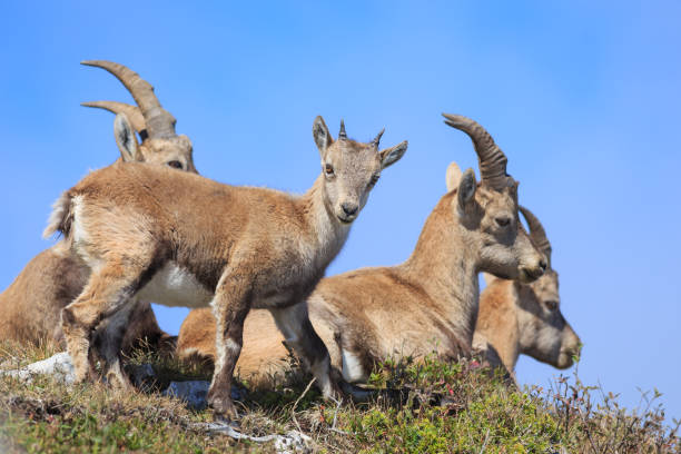 Young Alpine ibex in the Vercors natural regional park, France