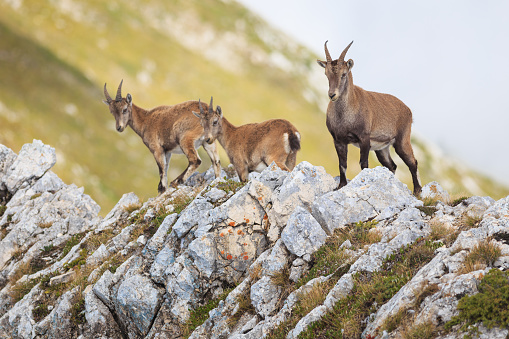 Alpine ibex family in the Vercors natural regional park, France