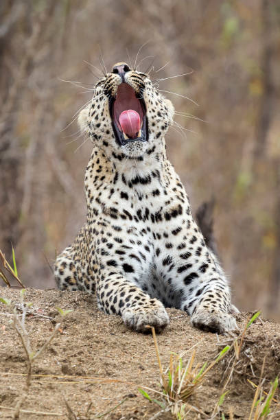 istock Lone leopard lay down to rest on an anthill in nature during daytime 910637540