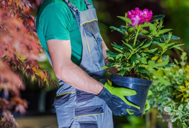istock New Flowers Planting 910639630