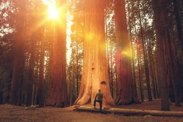 Caucasian Hiker in His 30s in Front of Giant Sequoia. Sierra Nevada Ancient Forest.