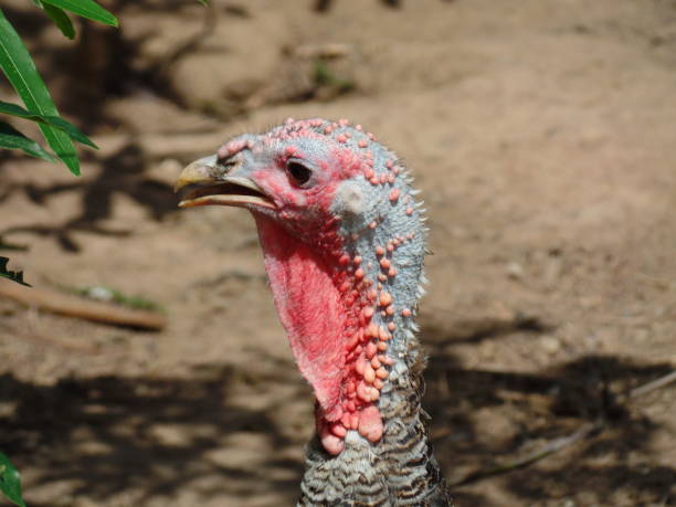 istock Turkeys in the farm feeding 910640242