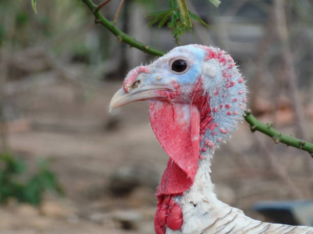 istock Turkeys in the farm feeding 910640276