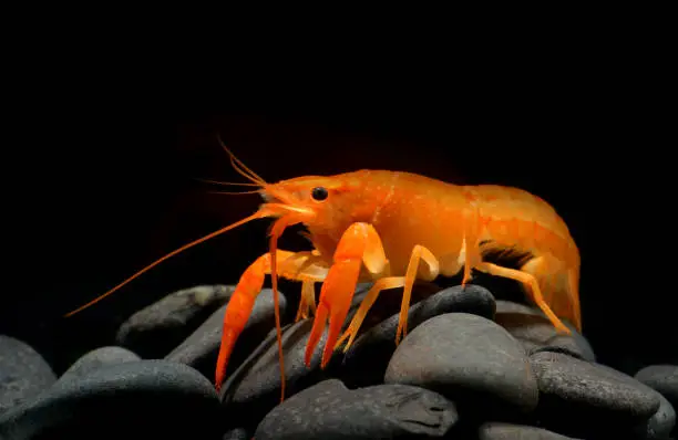 Photo of Young crayfish lobster with small rock.