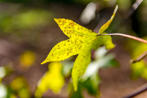 istock Marmaris, Mugla - Turkey. January 19, 2018. Yellow Leaves 910641782