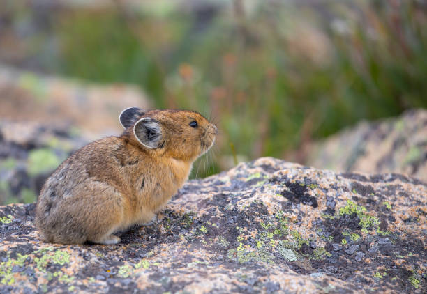 istock Pica in the high mountain tundra 910643244