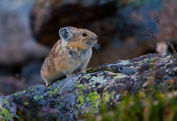 istock Sweet Pica on Alert 910643398