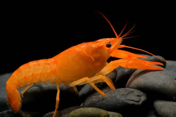 Photo of Young crayfish lobster with small rock.