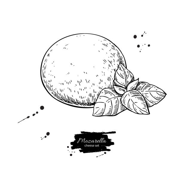 모 짜 렐 라 치즈 벡터 그림입니다. 바와 함께 손으로 그려진된 라운드 조각 - mozzarella stock illustrations