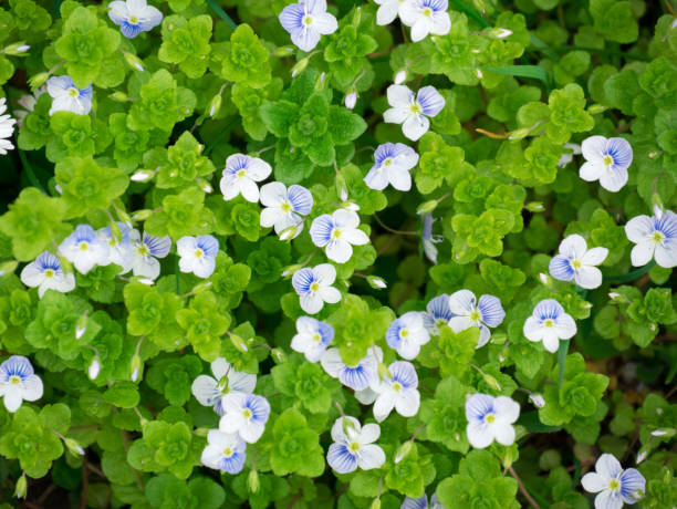 Spring flowers - Veronica. Beautifully blooming. Floral background.