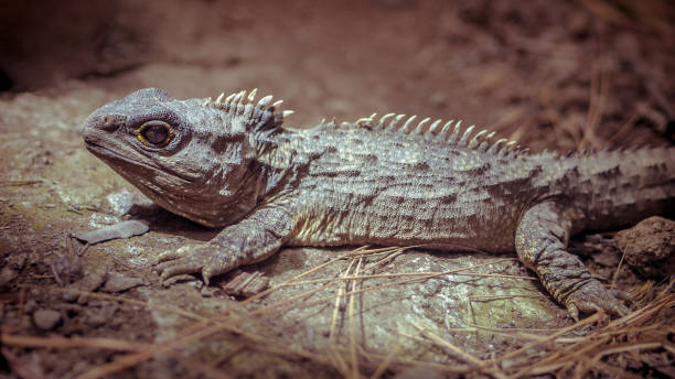 istock Sunbathing Tuatara vintage toning 910648934