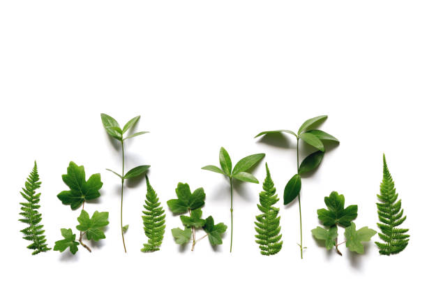 istock Arrangement With Green Leaves On White Background 910649016