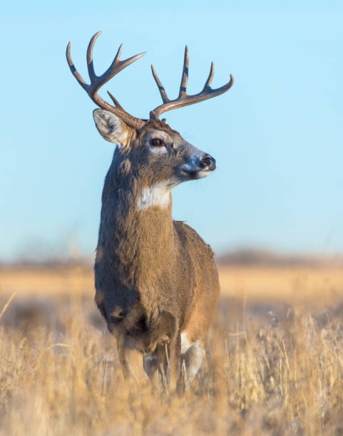 White-tailed Buck in Field of Grass - Wild Deer on the High Plains of Colorado Wild Deer In the Colorado Great Outdoors - White Tailed Buck white tailed stock pictures, royalty-free photos & images