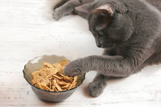 istock Gray lazy funny cat lying pulling paw in a bowl with food on white background. 910651860