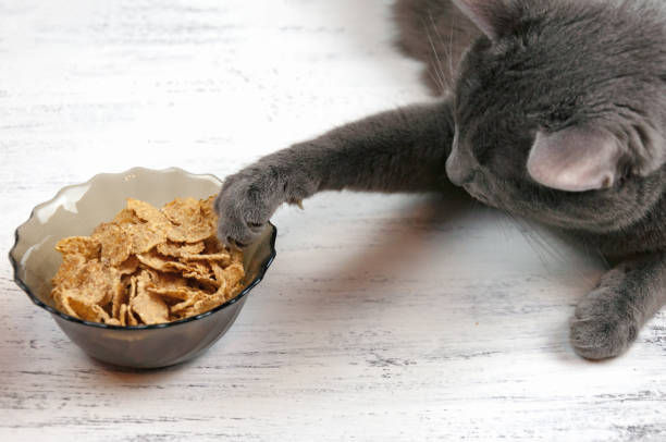 Gray lazy funny cat lying pulling paw in a bowl with food on white background.