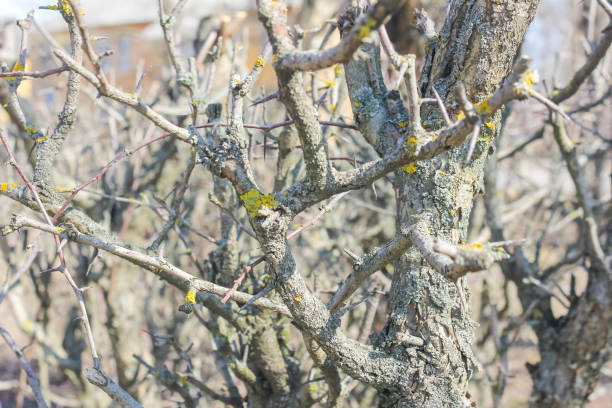 istock An old clipped hawthorn in the spring. 910655302