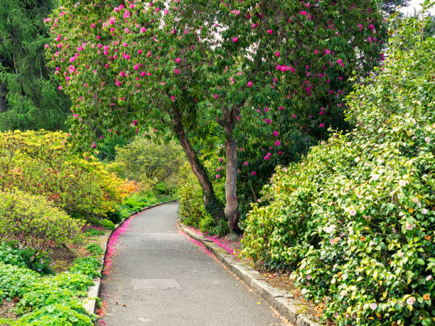 istock Spring garden in Northern Ireland 910655336