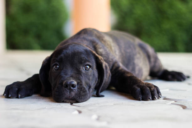 Beloved Puppy Cute Cane Corso puppy lying down and looking at camera cane corso stock pictures, royalty-free photos & images