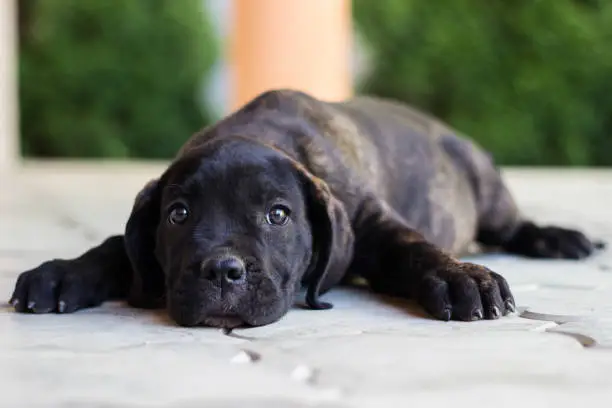 Cute Cane Corso puppy lying down and looking at camera