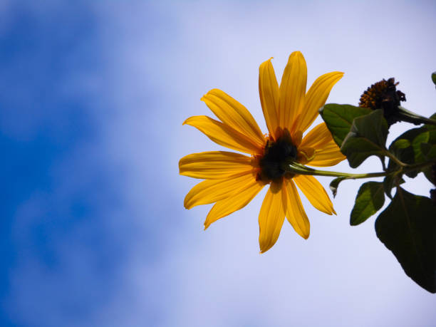 Yellow flower and blue sky with clouds on light day