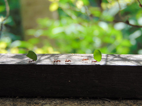 Ants carrying cut leaves over a wood