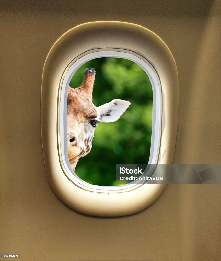 Giraffe Peeking Airplane Window Gorgeous giraffe peeking in through the window of an airplane with space for text. Giraffe looking at the camera as if to say You looking at me? Airplane Stock Photo