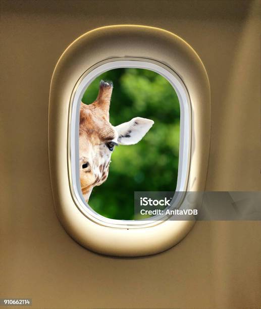 Giraffe Peeking Airplane Window Stock Photo - Download Image Now - Airplane, Giraffe, Safari