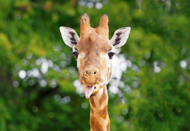 Giraffe Sticking Out Tounge