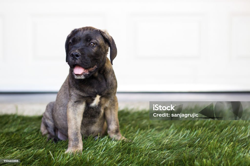 Beloved Puppy Cute Cane Corso puppy sitting and looking away Animal Stock Photo