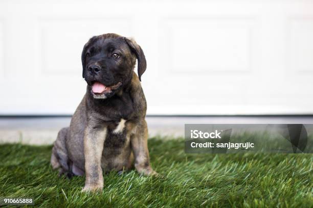 Beloved Puppy Stock Photo - Download Image Now - Animal, Brown, Cane Corso