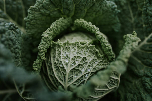 istock Full Frame Shot Of Wet Vegetable 910668412