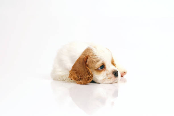 istock White and red American Cocker Spaniel puppy lying indoors on a white background 910668634