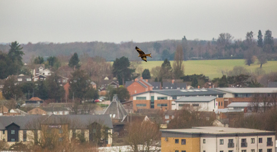Red Kite is the bird, Stanstead Abbots is the small village in Hertfordshire