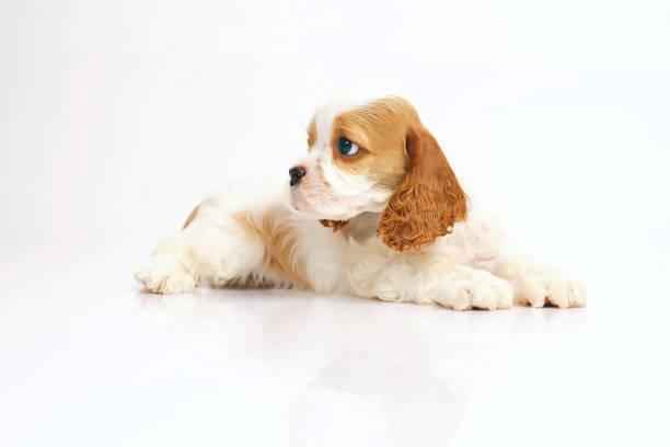 istock White and red American Cocker Spaniel puppy lying indoors on a white background 910679376