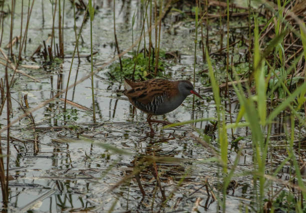 istock Waterrail crossing the reed relief channel 910679740