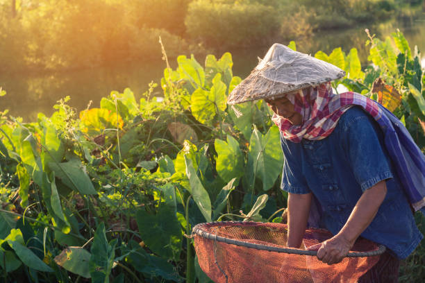 istock Senior Woman Working In Farm 910684706