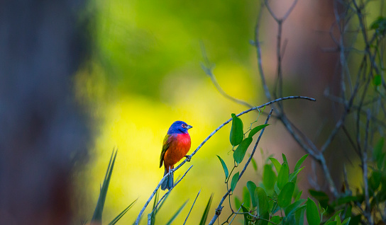 The yellow background sets off this painted bunting in a special way.