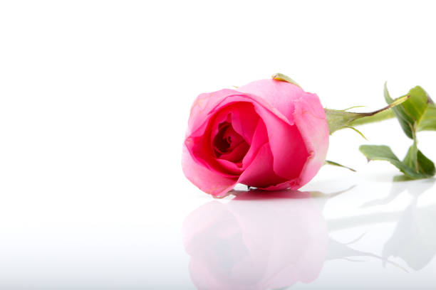 istock pink rose flower on white background 910690478