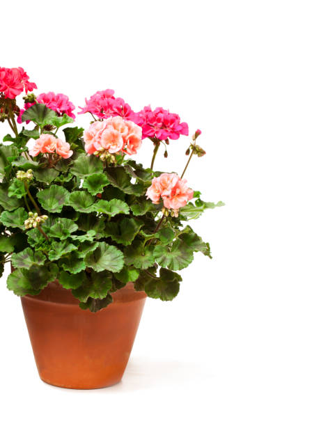 istock Colorful  Geranium flower in ceramic flowerpot isolated on white 910691062