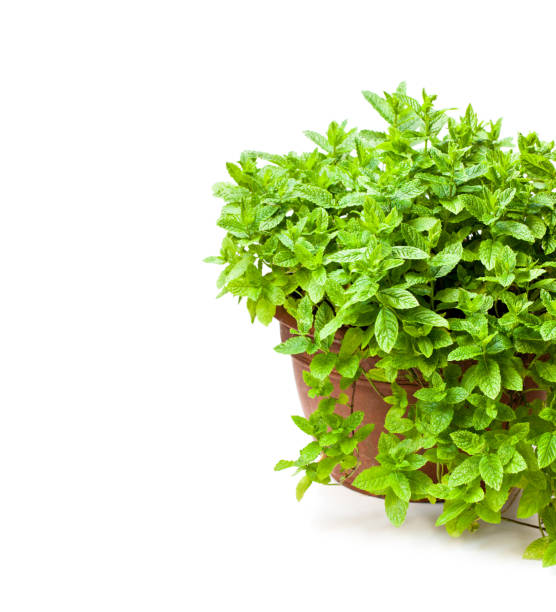 istock Mint  plant in clay pot isolated on white 910697546