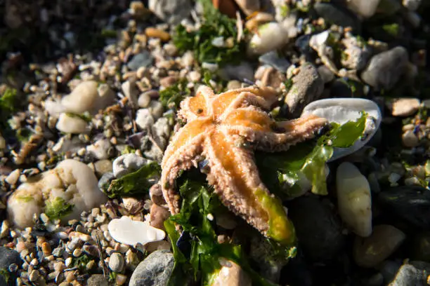 Photo of Starfish On Beach