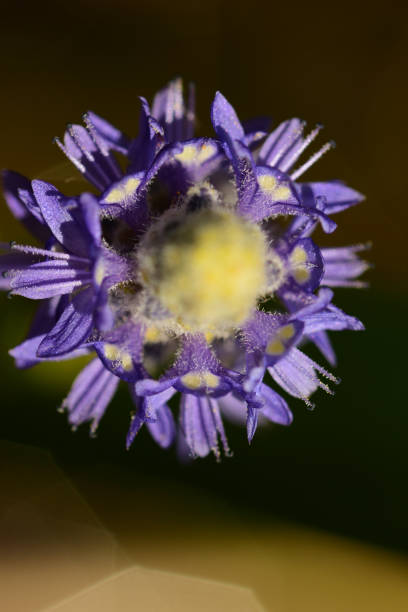 istock Blooming Pickerelweed viewed from above with light rings 910699048
