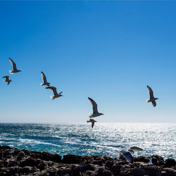 istock Cascais Rugged Coastline and Seagulls 910701516
