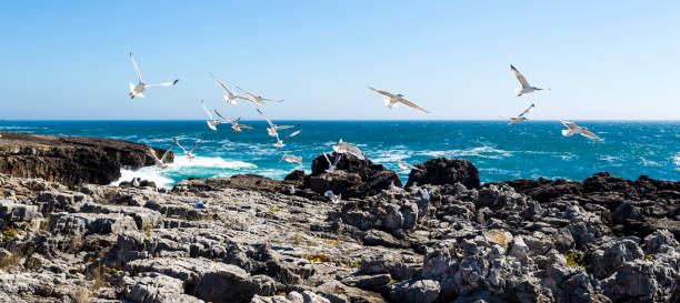 istock Cascais Rugged Coastline and Seagulls 910701642