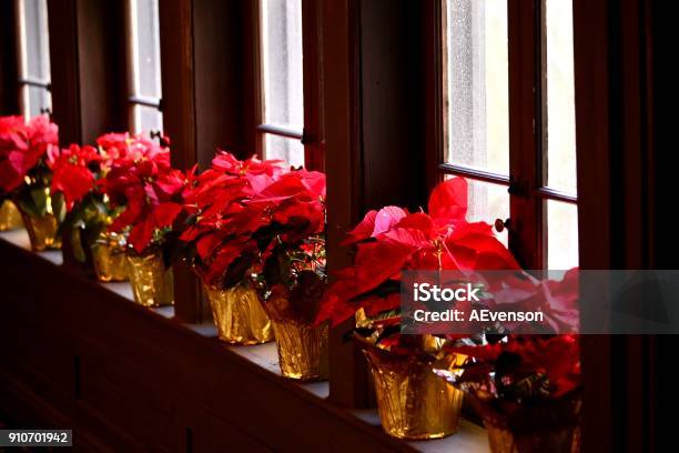 Poinsettias Stock Photo - Download Image Now - Christmas, Christmas Decoration, Day