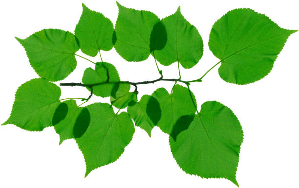 istock linden leaves isolated on white background 910701996