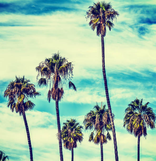 istock Palm trees under clouds in California in vintage tone 910704798